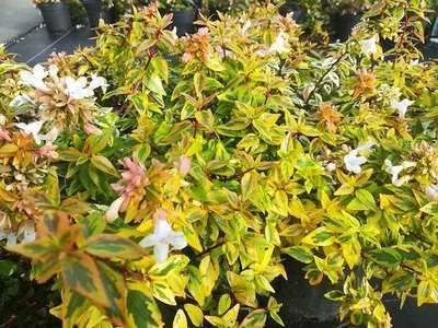 ABELIA grandiflora 'Kaleidoscope' - Abélia nain tricolor