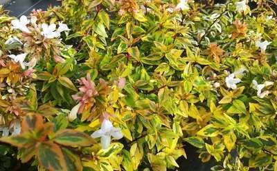 ABELIA grandiflora 'Kaleidoscope' - Abélia nain tricolor