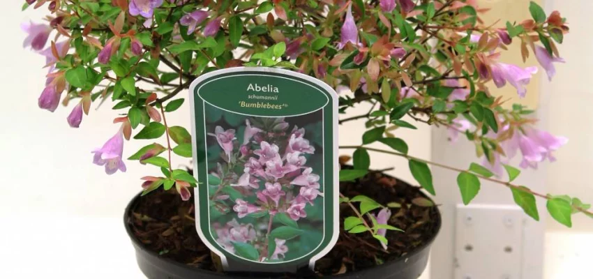 ABELIA grandiflora 'Bumble Bees®