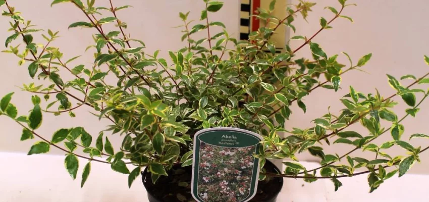 ABELIA grandiflora 'Radiance'®