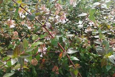 ABELIA grandiflora 'Sherwood' - Abélie nain, arbuste nain