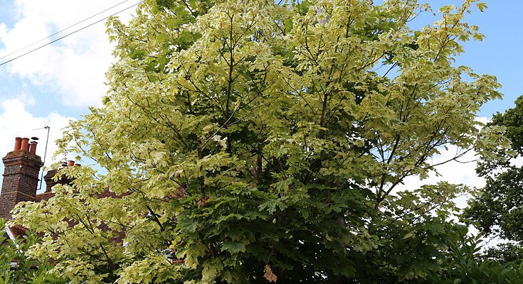 ACER platanoides 'Drummondii' - Erable plane à feuilles panachées 'Drummondii '