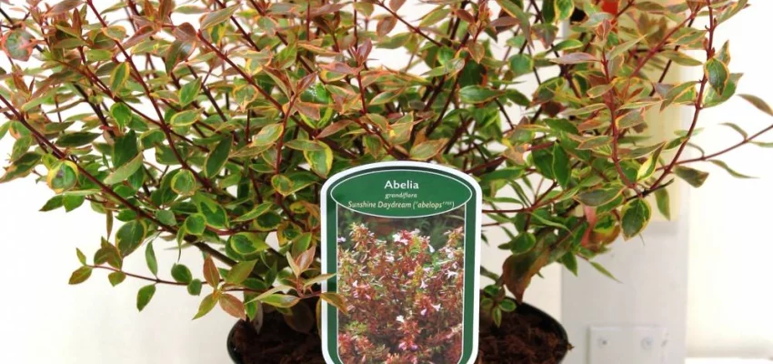 ABELIA grandiflora 'Sunshine Daydream'® (Abelops'®) - Abélie a grandes fleurs