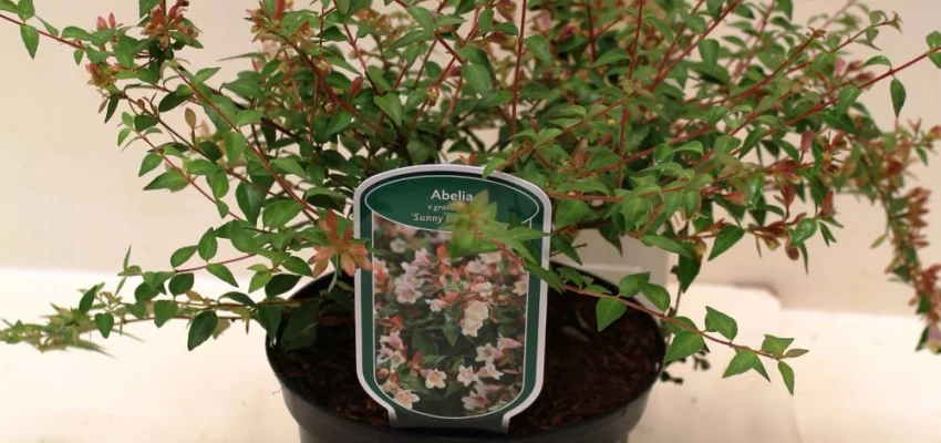 ABELIA grandiflora 'Sunny Charm' ® (Minduo01®) - Abélia à grande fleurs