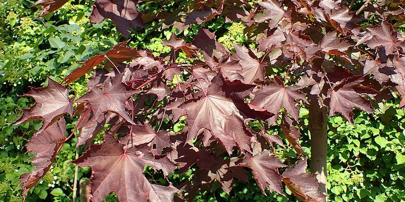 ACER platanoides 'Faassen's Black' - Erable plane 'Faassen's Black'