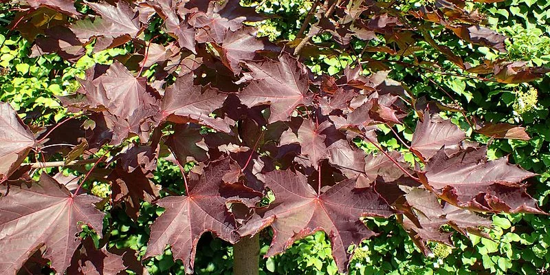 ACER platanoides 'Faassen's Black' - Erable plane 'Faassen's Black'