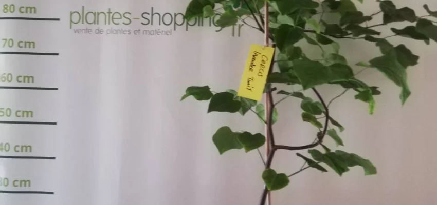 CERCIS Canadensis 'Lavender twist'