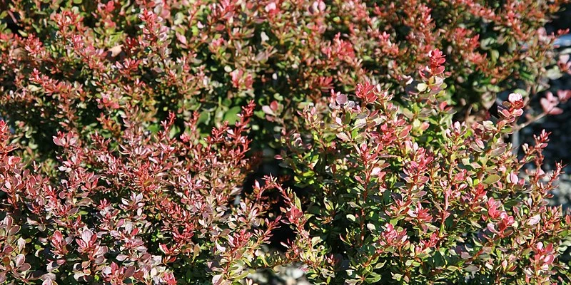 BERBERIS thunbergii 'Bagatelle' - Epine vinette de Thunberg