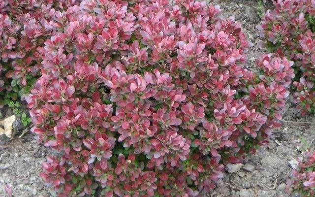 BERBERIS thunbergii 'Bagatelle' - Epine vinette de Thunberg