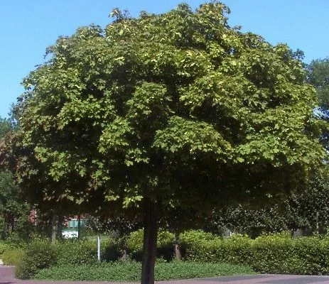 ACER platanoides 'Globosum' - Erable boule 'Globosum'