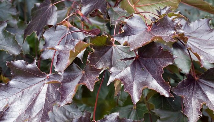 ACER platanoides 'Royal Red' - Erable plane 'Royal Red'