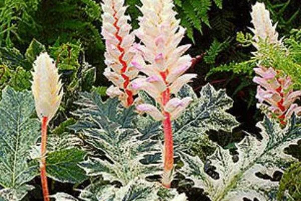 ACANTHUS 'Tasmanian Angel'