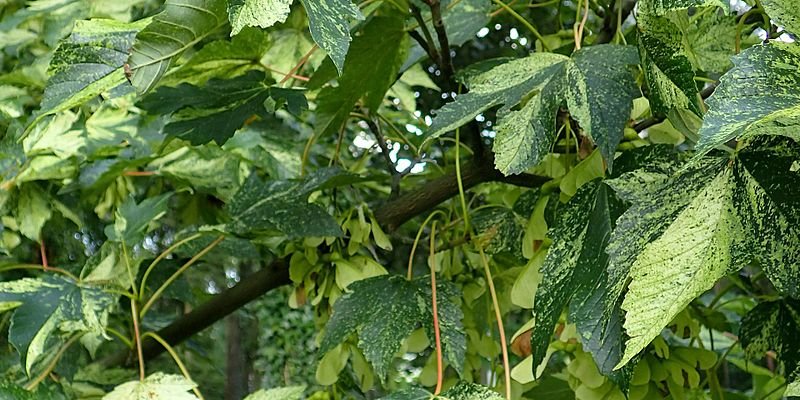 ACER pseudoplatanus 'Leopoldii' - Erable sycomore à feuilles panachées, 'Leopoldii'