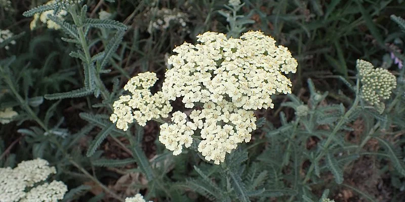 ACHILLEA 'Anthea'