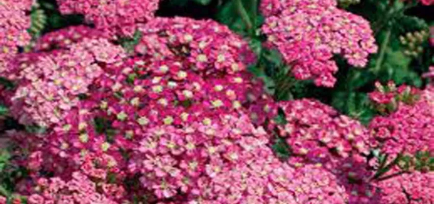 ACHILLEA 'Lightning Pink'