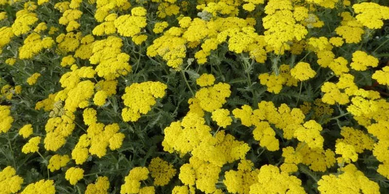 ACHILLEA 'Moonshine' - Achillée vivace