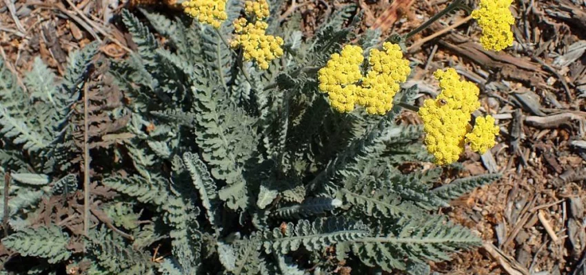 ACHILLEA 'Moonshine' - Achillée vivace