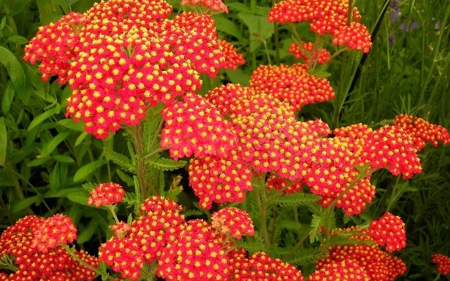 ACHILLEA millefolium 'Safran'