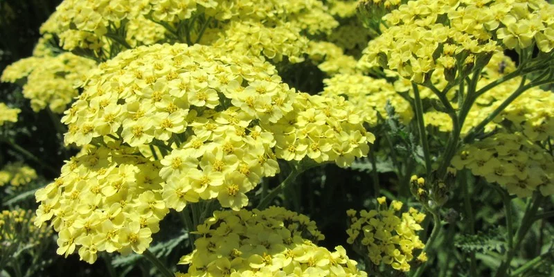 ACHILLEA 'Sunny Seduction'