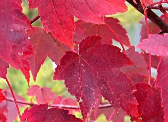 ACER rubrum - Erable rouge