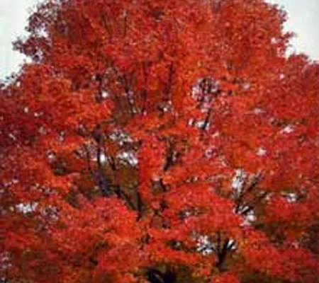 ACER rubrum - Erable rouge