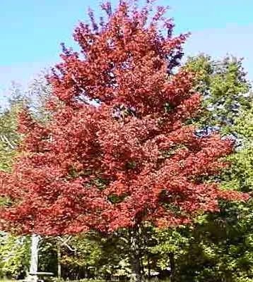 ACER rubrum - Erable rouge