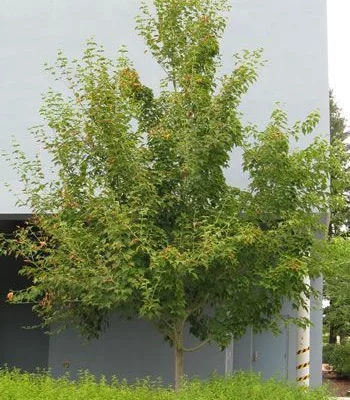 ACER rufinerve - Erable à peau de serpent