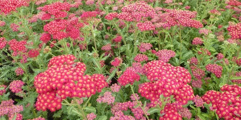 ACHILLEA millefolium  'Belle Epoque'