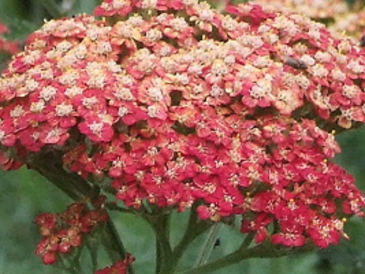 ACHILLEA millefolium  'Belle Epoque'