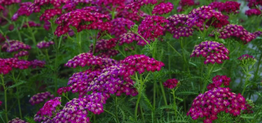 ACHILLEA millefolium 'Christel'