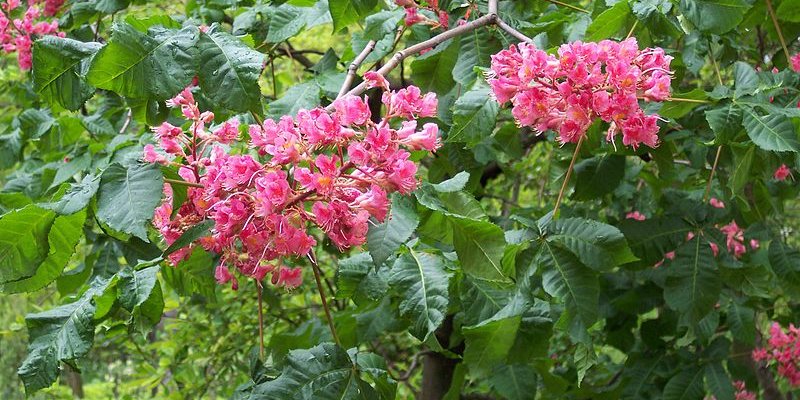 AESCULUS X carnea 'Briotii' - Maronnier à floraison rouge 'Briotii'