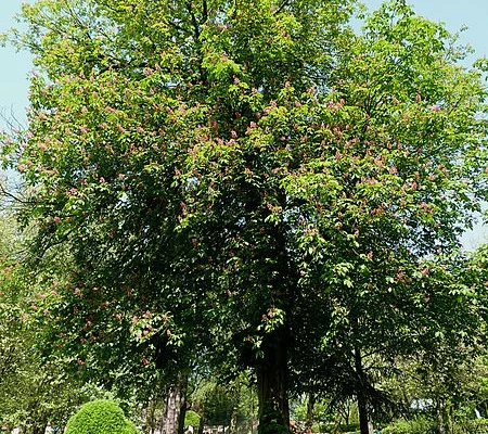 AESCULUS X carnea 'Briotii' - Maronnier à floraison rouge 'Briotii'