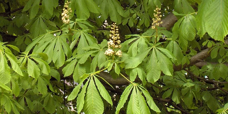 AESCULUS hippocastanum - Marronnier blanc, marronnier d'Inde