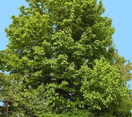 AESCULUS hippocastanum - Marronnier blanc, marronnier d'Inde