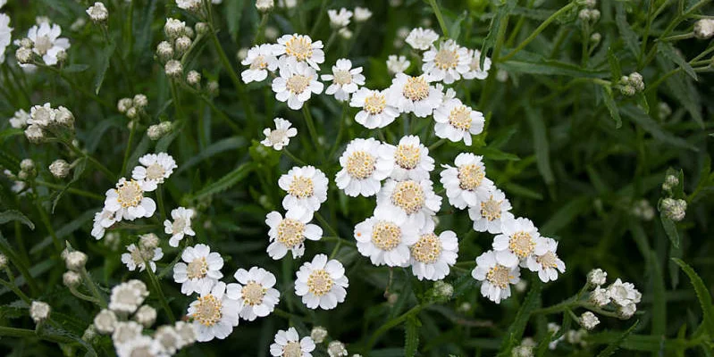 ACHILLEA ptarmica 'Diadeem' - Achillée, Bouton d'argent