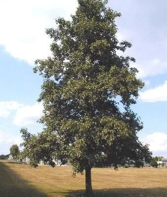 ALNUS cordata - Aulne de Corse, feuilles en forme de coeur