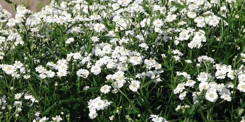 ACHILLEA ptarmica 'Peter Cottontail' - Achillée, Bouton d'argent