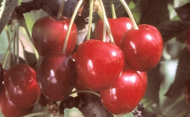 CERISIER bigarreau 'Coeur de Pigeon' - Arbre fruitier