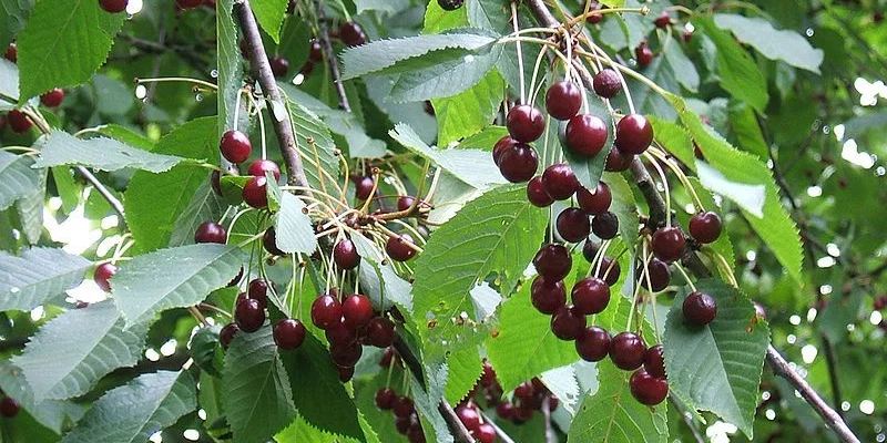 CERISIER bigarreau 'Summit' - Arbre fruitier