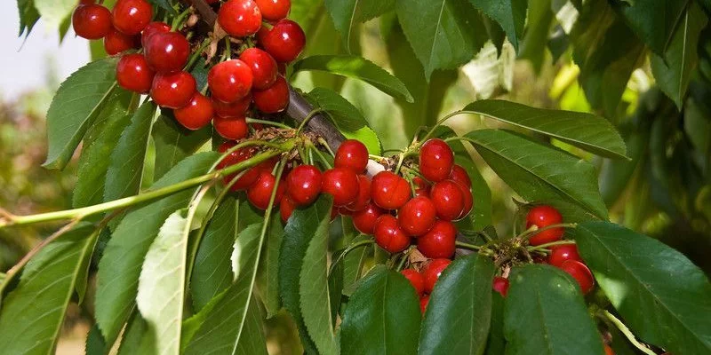 CERISIER bigarreau 'Van' - Arbre fruitier