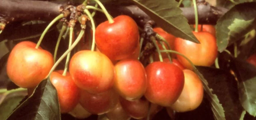 CERISIER bigarreau 'Napoleon' - Arbre fruitier