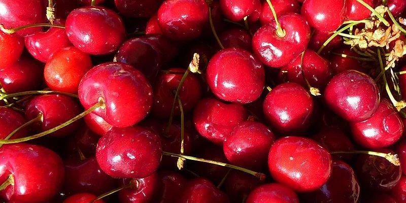 CERISIER bigarreau 'Tardif de Vignola' - Arbre fruitier