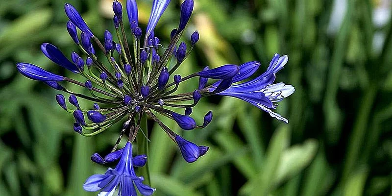 AGAPANTHUS 'Sandringham'