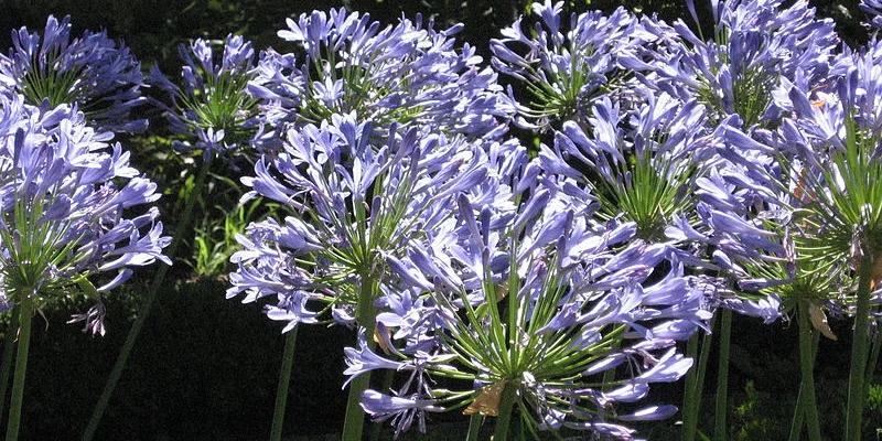 AGAPANTHUS africanus 'Blue Umbrella' - Agapanthe