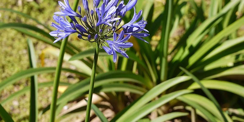 AGAPANTHUS africanus 'Blue Umbrella' - Agapanthe