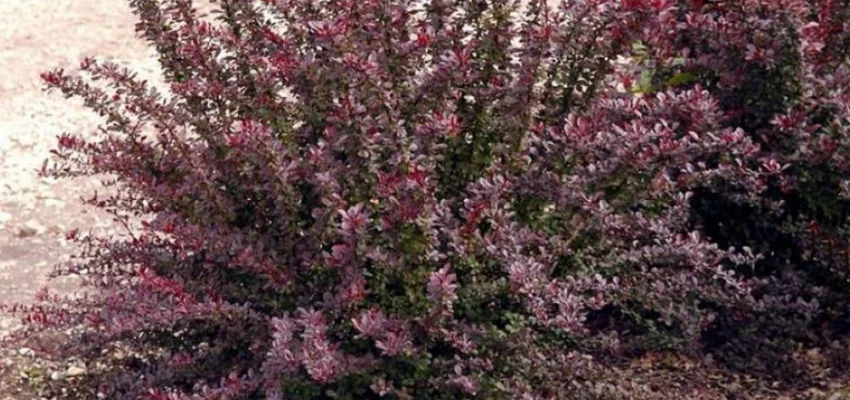 BERBERIS thunbergii 'Red Chief' - Epine vinette de Thunberg