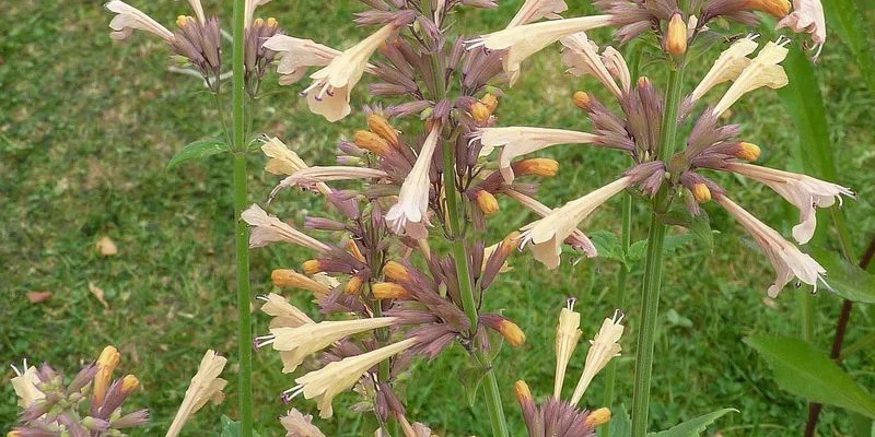 AGASTACHE 'Summer Glow'® - Agastache