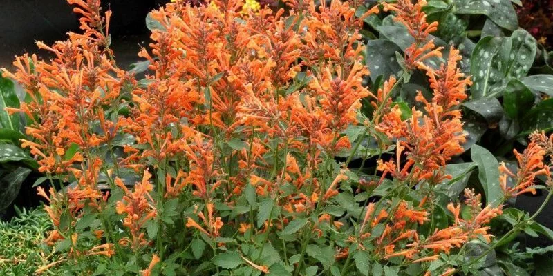 AGASTACHE 'Summer Sunset' - Agastache