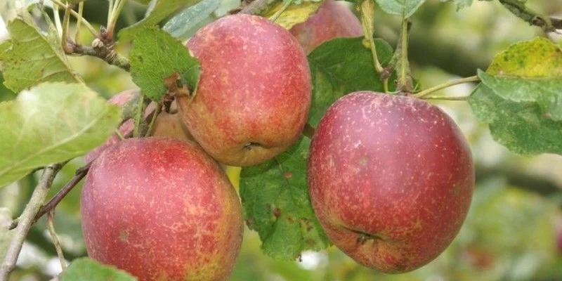 POMMIER 'Belle de Boskoop' - Arbre fruitier