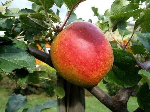 POMMIER 'Belle de Boskoop' - Arbre fruitier